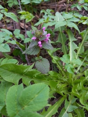 Lamium purpureum