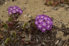 Abronia villosa