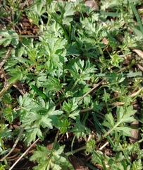 Artemisia vulgaris