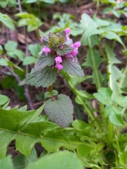 Lamium purpureum