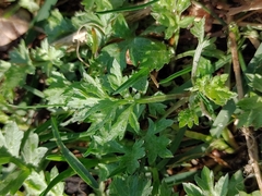 Artemisia vulgaris