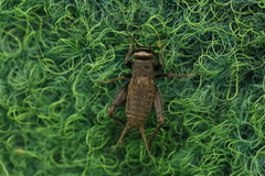Modicogryllus frontalis