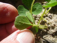 Oxalis eckloniana
