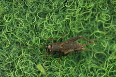 Modicogryllus frontalis