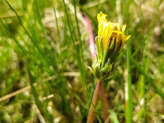 Taraxacum germanicum