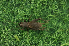 Modicogryllus frontalis