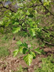 Crataegus monogyna