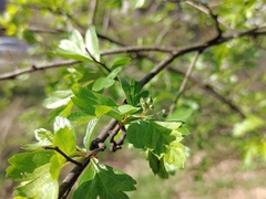 Crataegus monogyna