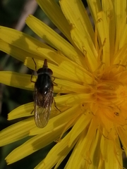 Rhingia campestris