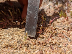 Leptosiphon pygmaeus