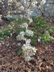 Prunus spinosa