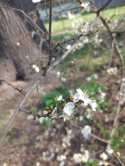 Prunus spinosa