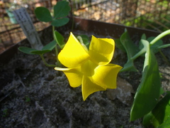 Oxalis eckloniana