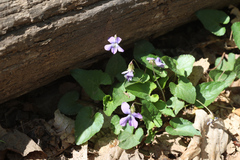 Viola affinis
