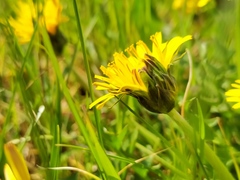 Taraxacum hollandicum
