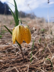Fritillaria collina