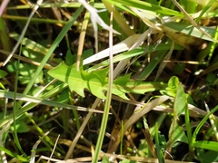 Taraxacum hollandicum