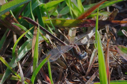 Cypress Clubtail photo 5