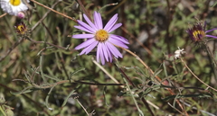 Dieteria asteroides