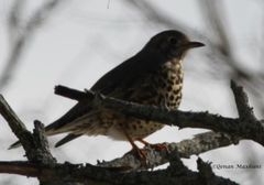 Turdus viscivorus