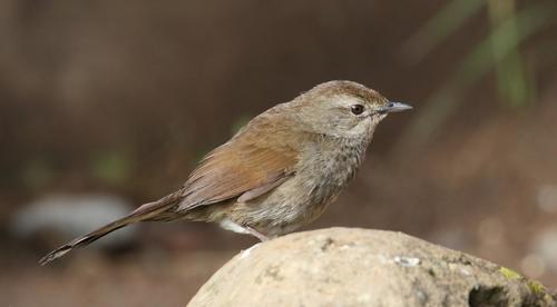 Barratt's Warbler