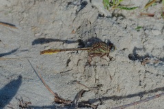 Phanogomphus cavillaris