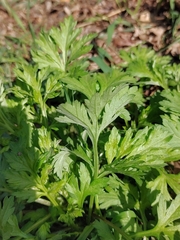 Artemisia vulgaris