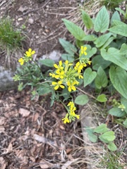 Erysimum crepidifolium