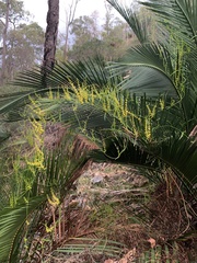 Dioscorea hastifolia