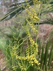 Dioscorea hastifolia