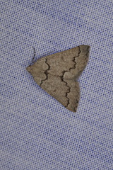 Amelora goniota