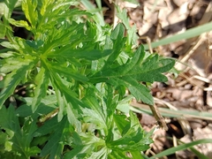 Artemisia vulgaris