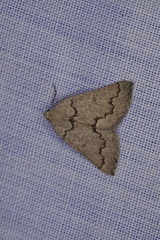 Amelora goniota