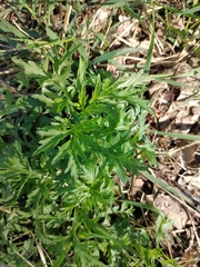 Artemisia vulgaris