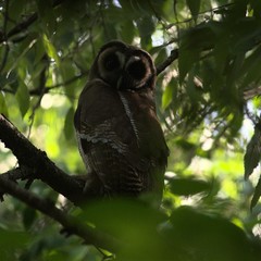 Strix leptogrammica