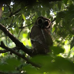 Strix leptogrammica