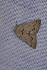 Amelora goniota