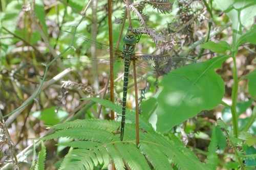 Coryphaeschna image