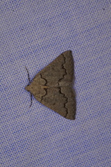 Amelora goniota