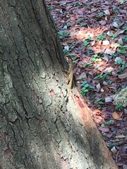 Anolis