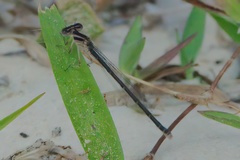 Enallagma doubledayi