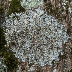 Parmelina carporrhizans