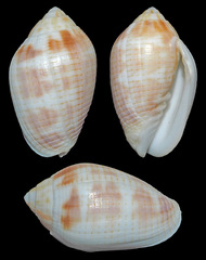 Pterygia dactylus
