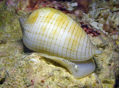 Pterygia dactylus