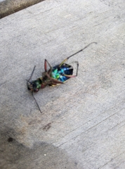 Cicindela