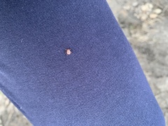 Dermacentor reticulatus