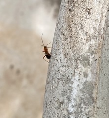 Pseudoxenetus regalis