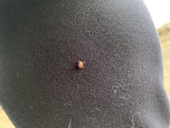 Dermacentor reticulatus