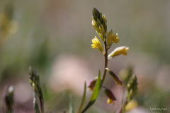 Polygala flavescens