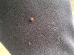 Dermacentor reticulatus